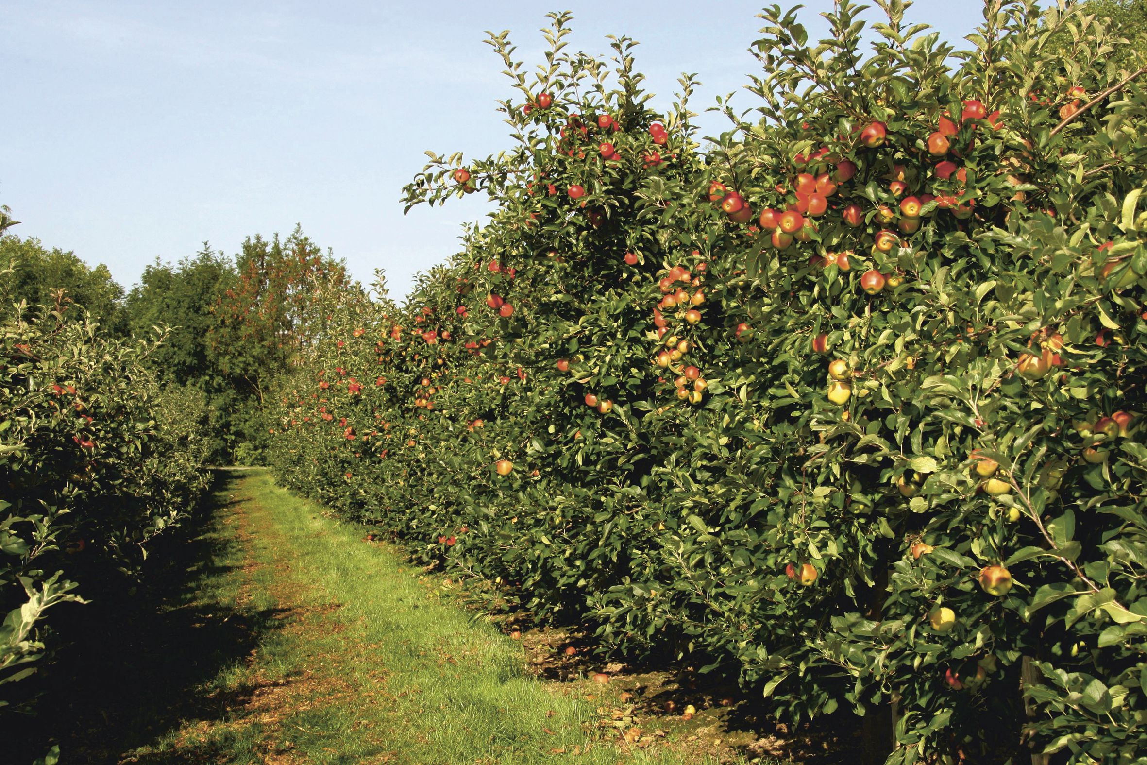 Foto Frauchtbehandlungsregulierung bei Äpfeln